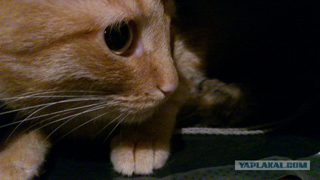 Котовторник 31.03.2015