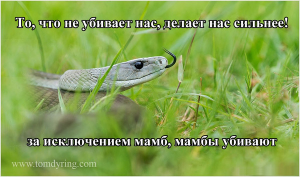 Картинки из сети