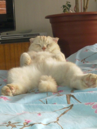 Котовторник