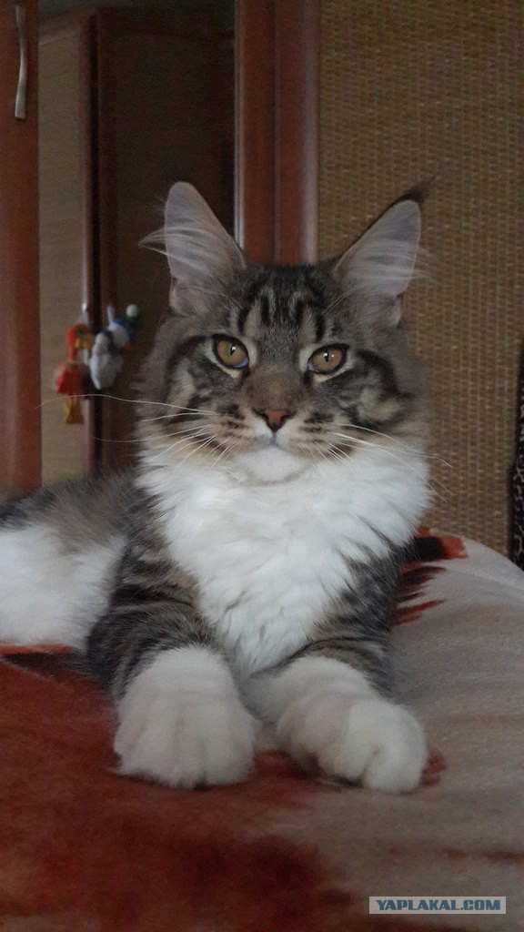 Котовторник 30,06, 2015