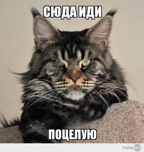 Котэподборка
