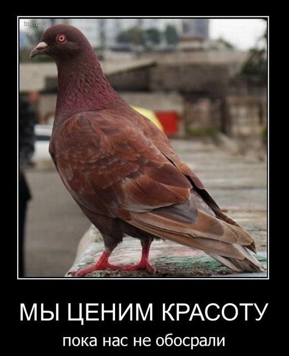 Картинки разные с интернету