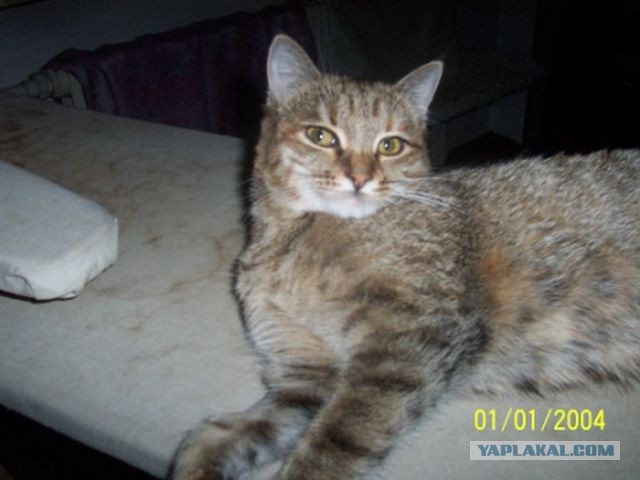 Котовторник 01.12.2015
