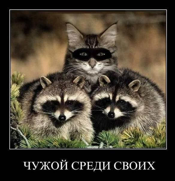 Картинки и демотиваторы