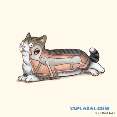 Пост невероятной кошачьей красоты. 25 фот.