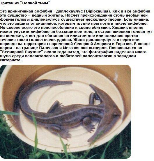 Редкие фотографии