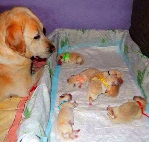 Мохнатые беспредельщики