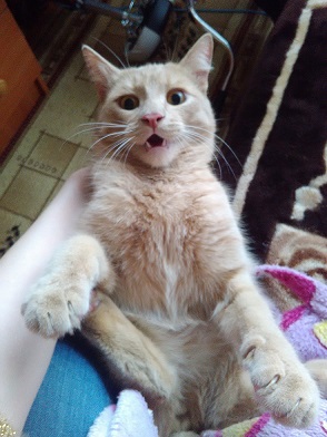 Котовторник - начало