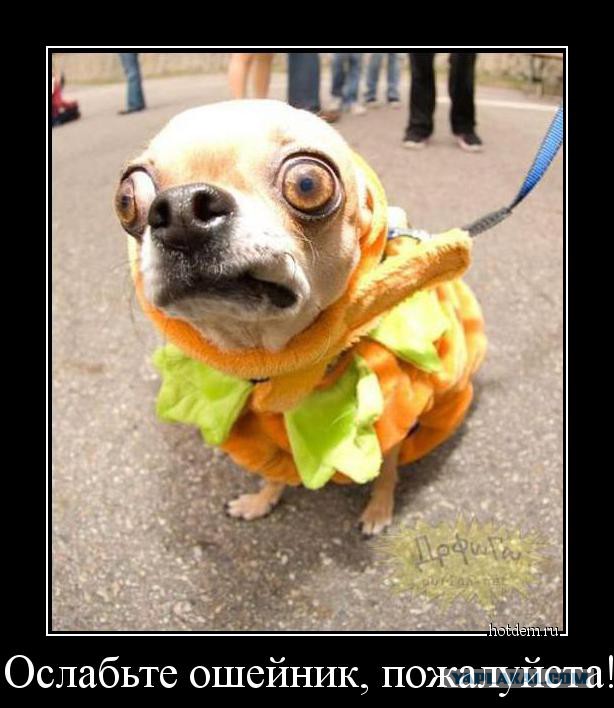 Котенок Альф стал частью персонала в ветеринарной клинике!