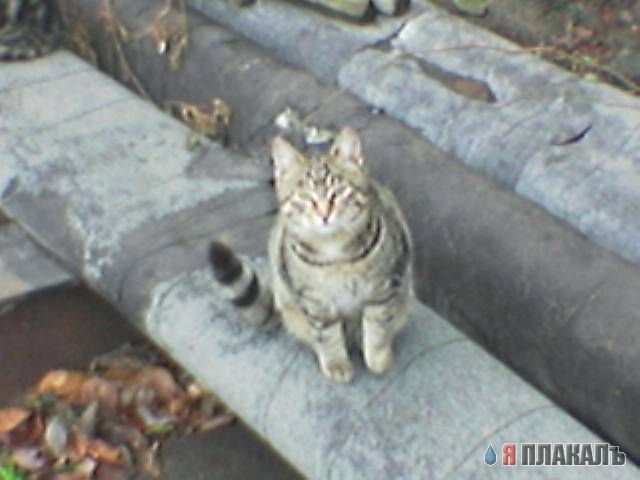 Народный котомет на фторинег