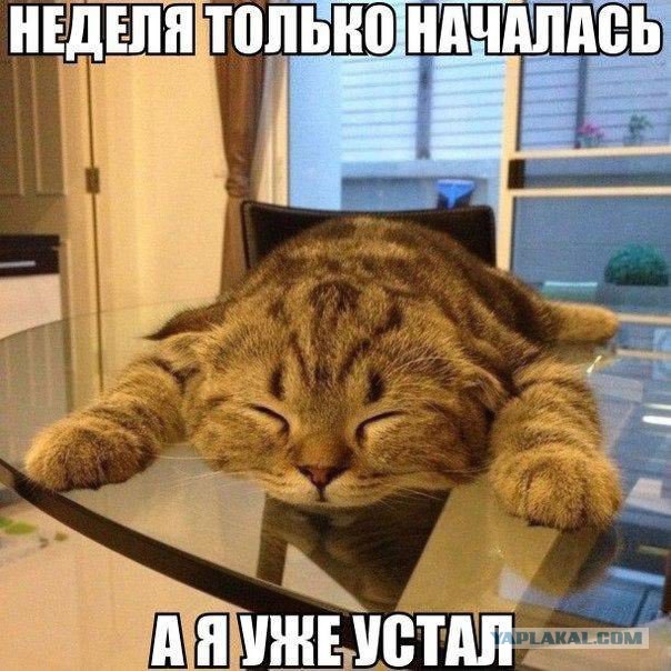 Кото-вторник 24 Мая 2016го :)