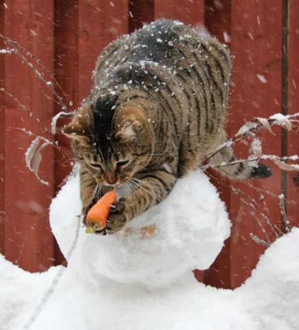 Коты, которые пытались что-то украсть