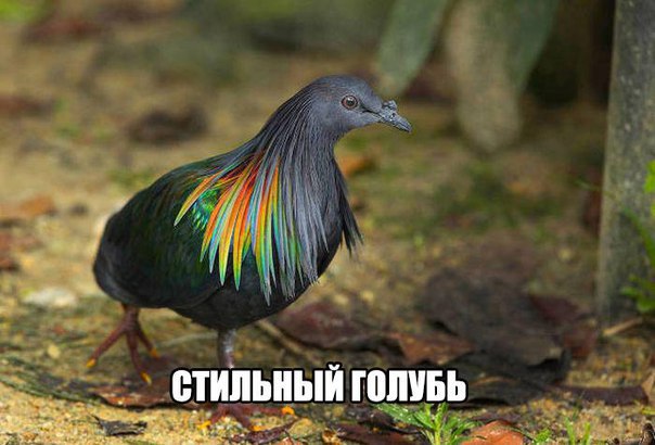 Божьи твари