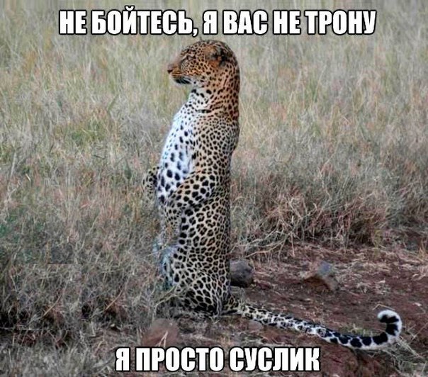 Прикольные животные