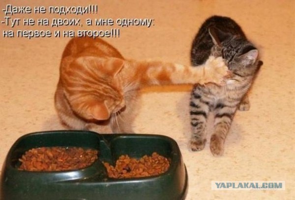 Купил котам корм в виде желе
