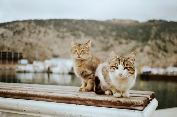 Морские котики