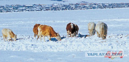 Для CHEKIST111 и прочих традиков про татар из Монголии