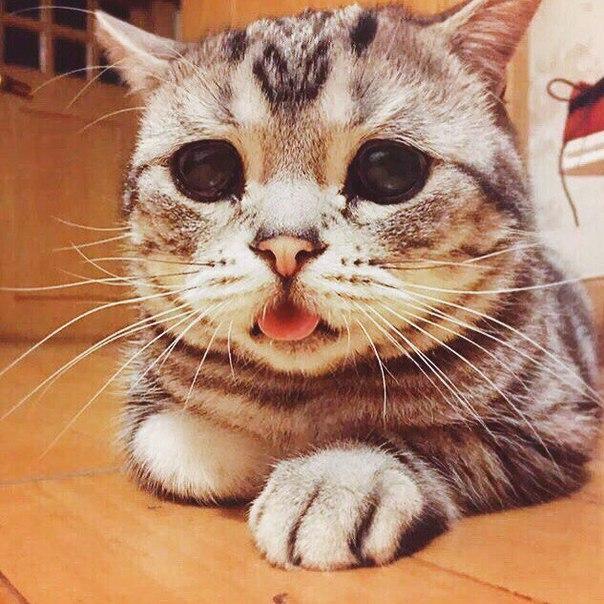 Коты из сети