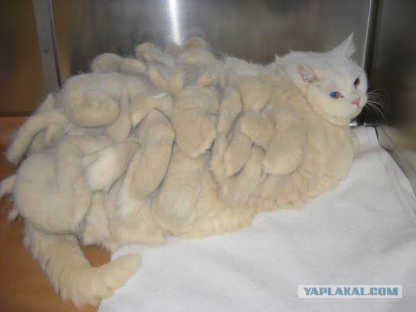 В центр защиты животных привезли кошку с дредами