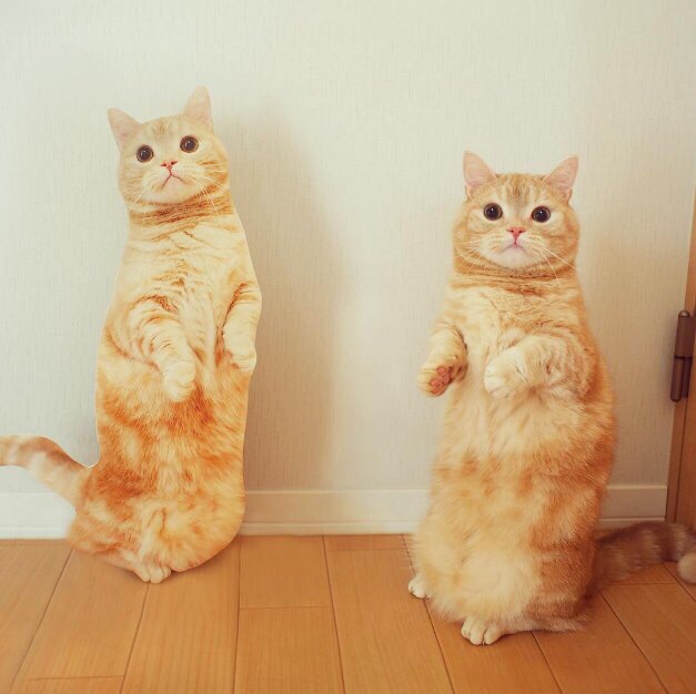 Коты из сети