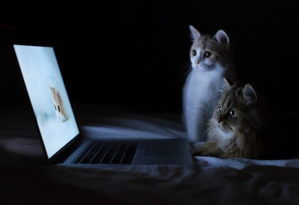 Коты из сети
