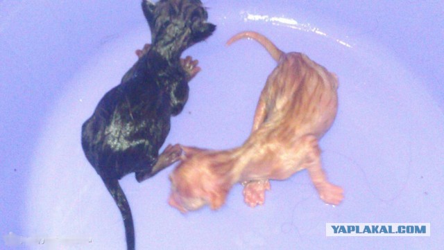 Он лежал возле гаражей в 2-х метрах от мусорного бака...