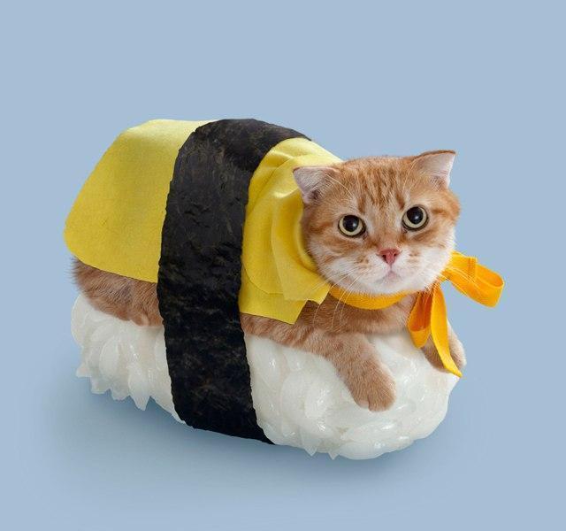 Коты и Кошки