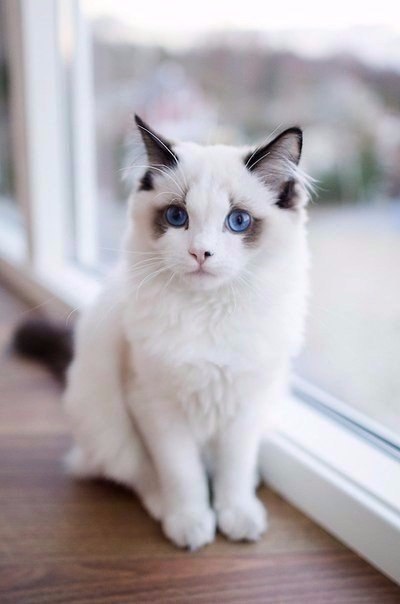 Коты и Кошки