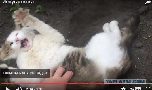 Испугал кота