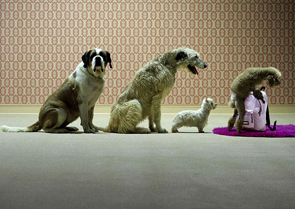 Резиновая СОБЧАК отдыхает!