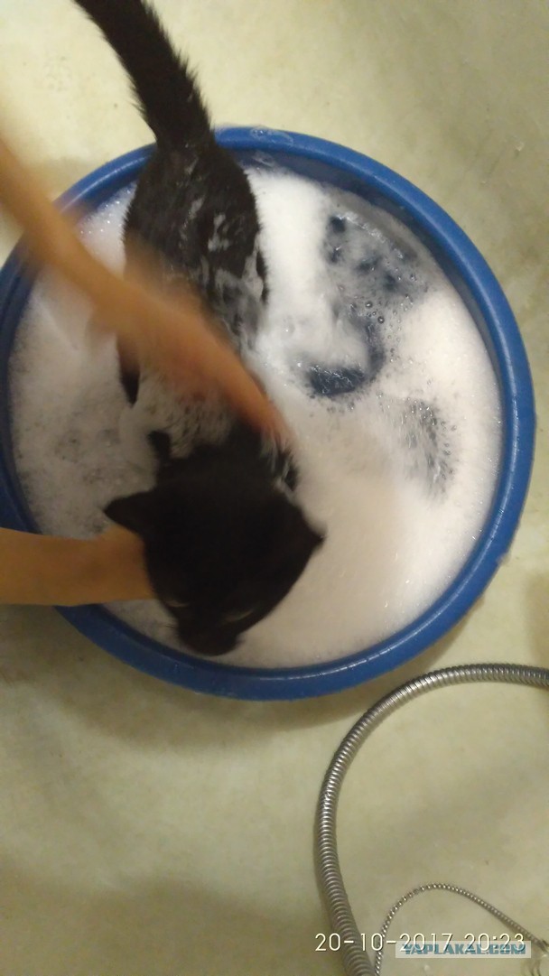 Котовторник 24.10.2017