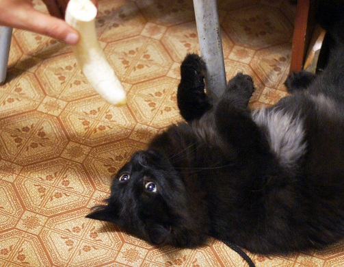 Котовторник