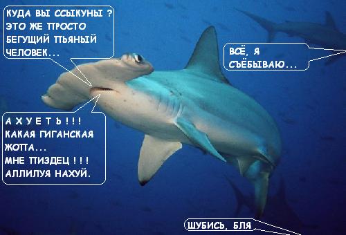 Пьяный серб убил акулу в Египте