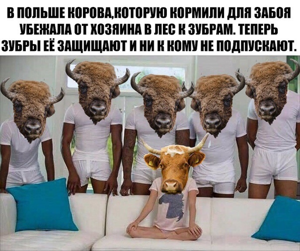 Не очень адекватный юмор