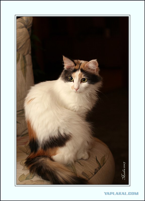 Котовторник на ЯПлакалъ