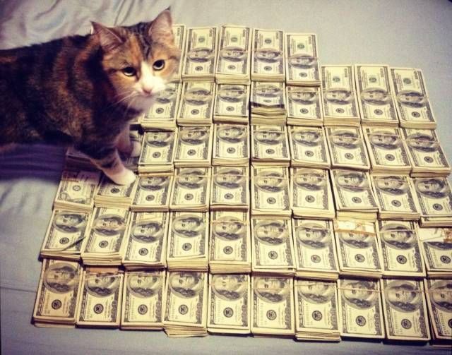Прикольных котов пост