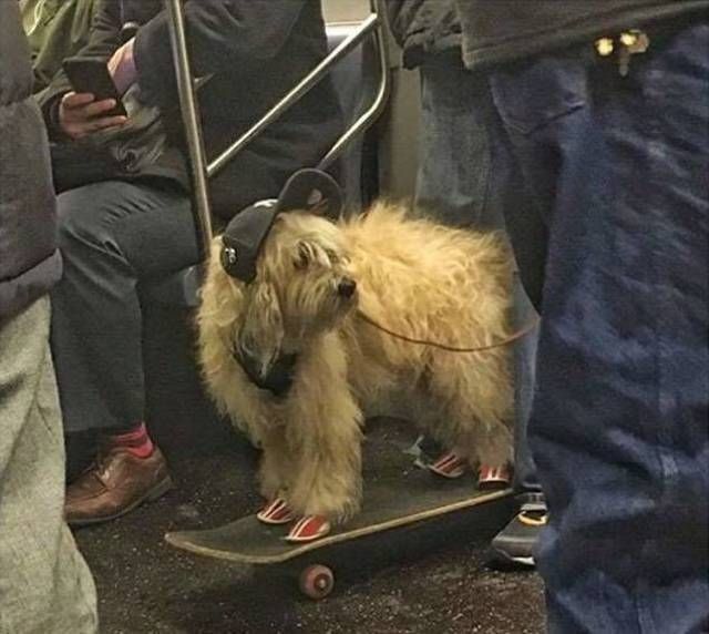 Живность из сети