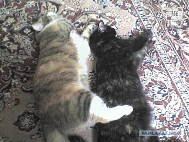 КОТовторник 13.04.2010г.