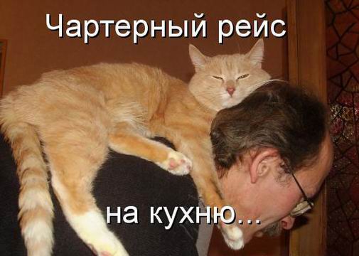 Котовторник 15.02.2011
