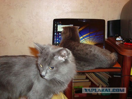 Котовторник. А как же?!