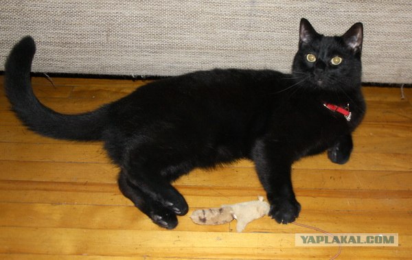 Сонный Котовторник
