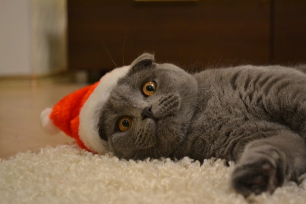 Котовторник (10.01.2012)