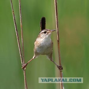 Если бы Ван-Дамм был птицей