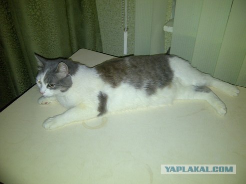 КОТОВТОРНИК (6.03.2012)