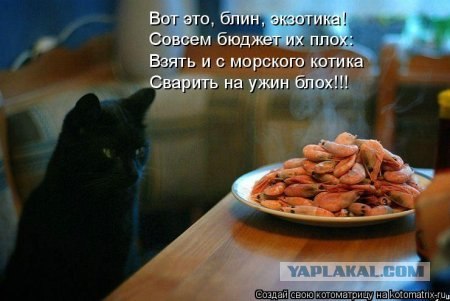 Правда о креветках