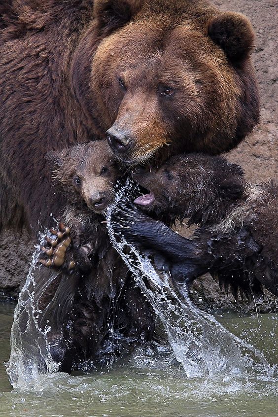 Живность с детенышами. Милоты пост