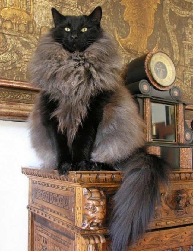 Котаны с забавным окрасом