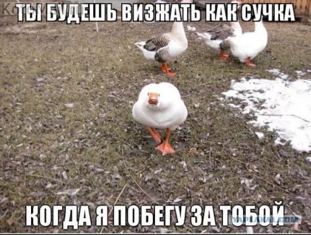 Не жалею, не зову, не плачу...©