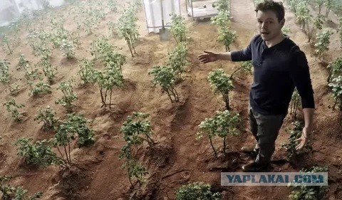 В Салехарде собран первый урожай арктического картофеля
