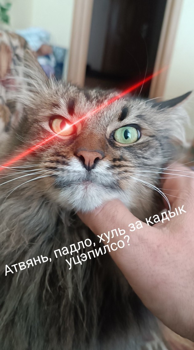 Коток.